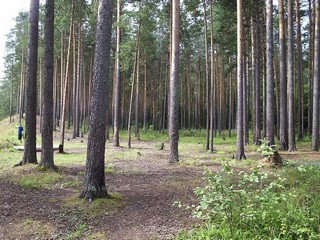 Сосновый бор (Василиса Поселкова)