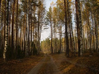 осень, 04.10.2008 (Юрий А. Краснов)