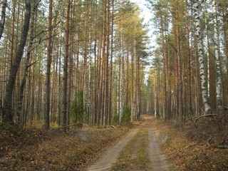осень, 04.10.2008 (Юрий А. Краснов)