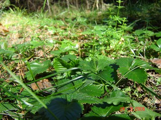 Земляника (FULI)