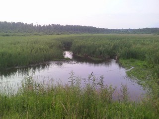 Кильцемский пруд (rodonit2)