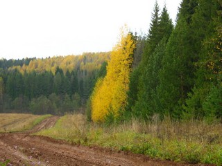 Спуск к р.Средней (сентябрь) (Дмитрий Зонов)