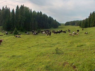 Флора и Фауна (Ivan Buzmakov)