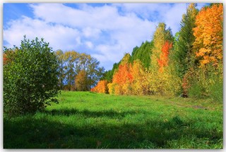 Дендрариум (rainline)