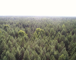 Марийская тайга с вышки. Mariy El taiga from fire-prevention tower. (Mikhail.Romashov)