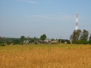 Золотая пшеница у д.Зоновщина (Дмитрий Зонов)
