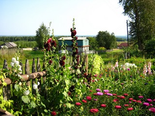 Полисадник, д.Зоновщина (Дмитрий Зонов)