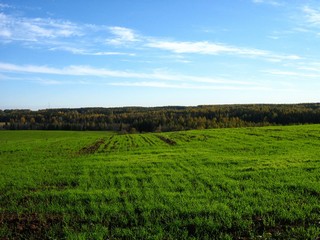 Озимая рожь (Дмитрий Зонов)