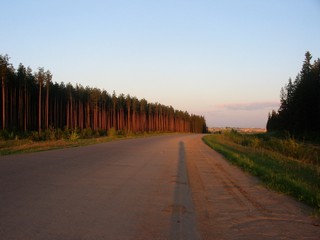 Бор у объездной дороги. (Дмитрий Зонов)