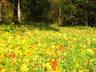 Осень разгорается. (V.Yarochenko)