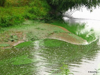 Волга цветет. (V.Yarochenko)