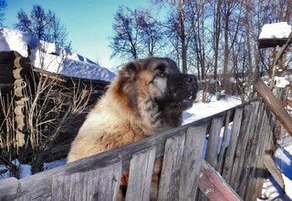 Лишь бы заборчик выдержал! (Борис Бусоргин)