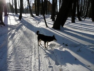 В Липовой роще (Борис Бусоргин)