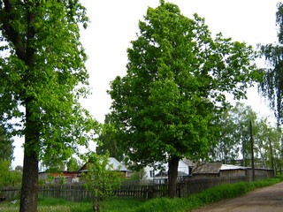 Дубы в нижней части города (Дмитрий Зонов)