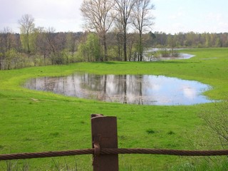 Лужа (Дмитрий Мальцев)