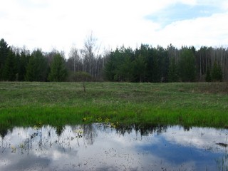 Старичное озерцо. Медянка. (Дмитрий Зонов)