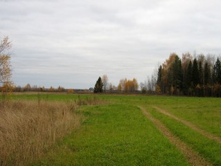 у д.Колышманы (Дмитрий Зонов)