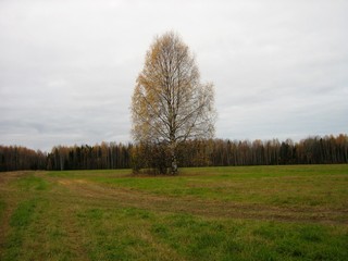 Октябрьская берёзка (Дмитрий Зонов)