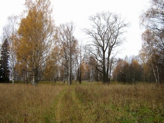 Тополя д.Городок (Дмитрий Зонов)