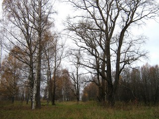 Тополя д.Городок (Дмитрий Зонов)