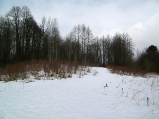 Липовый лес в пойме Вятки (Дмитрий Зонов)