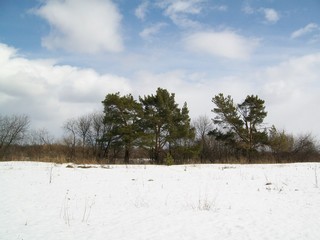 Три сосны на берегу (Дмитрий Зонов)