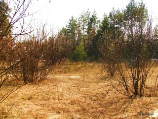 Кундыш. 2009. Ранняя весна. (V.Yarochenko)