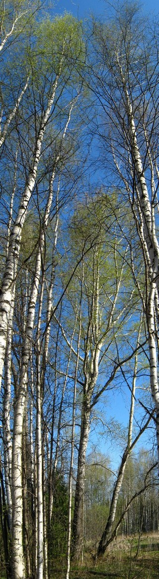 У д.Крутой Лог (Дмитрий Зонов)