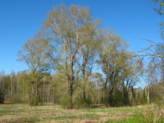 Тополя у д.Сыпрыги (Спрыги) (Дмитрий Зонов)