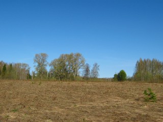 У д.Сыпрыги (Спрыги) (Дмитрий Зонов)