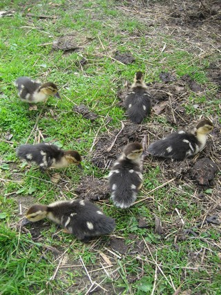 Pudems goslings (Popov Evgeny)