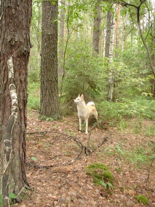 Лайка нашла белку (Evgeny Sergeyev)