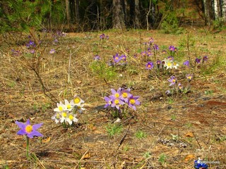 Беленькие и синенькие. Май 2009. (V.Yarochenko)