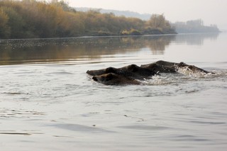 Кабанья переправа (KortAika)