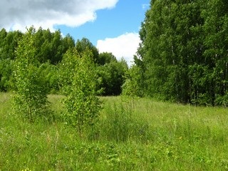 Здесь была дорога (Дмитрий Зонов)