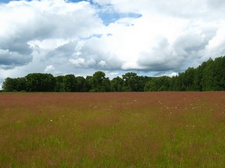 Красный луг (Дмитрий Зонов)