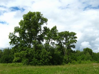 Тополя починка Максичи (Лучининской) (Дмитрий Зонов)