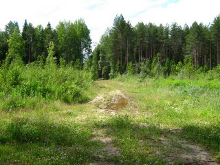 Дорога по вырубке, на запад (Дмитрий Зонов)