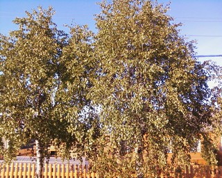 Березы (bibikov.valera)