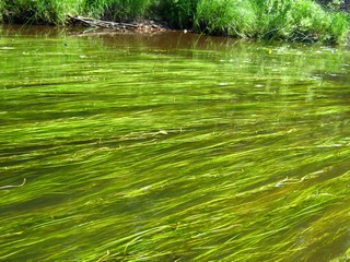 Зелень р.Великой (Дмитрий Зонов)
