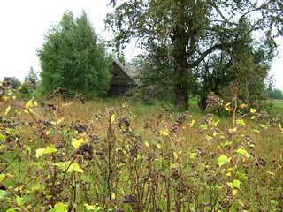 Остатки д.Хохряковщина (Дмитрий Зонов)