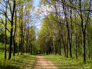 Нововятский дендрарий. (Rusinoff)