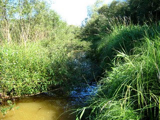Бобриный канал, Никольская старица (Дмитрий Зонов)