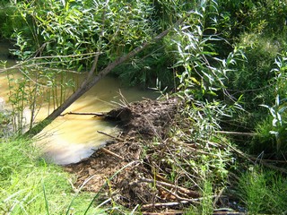 Плотина бобра (Дмитрий Зонов)