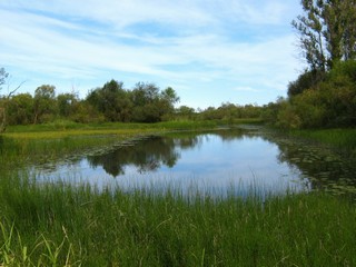 Пойменное озеро (Дмитрий Зонов)