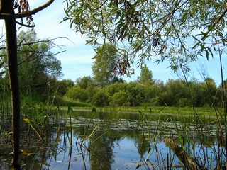 Стрелолист (Дмитрий Зонов)