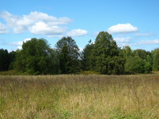 Липовая рощица (Дмитрий Зонов)