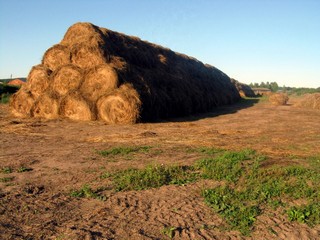 МТФ в Семёновском. 2009.8.17. (_art)