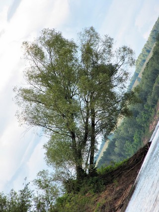 Ива/////Osier (WERMUT)