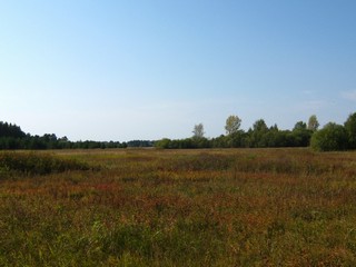 Пойменные луга (Дмитрий Зонов)